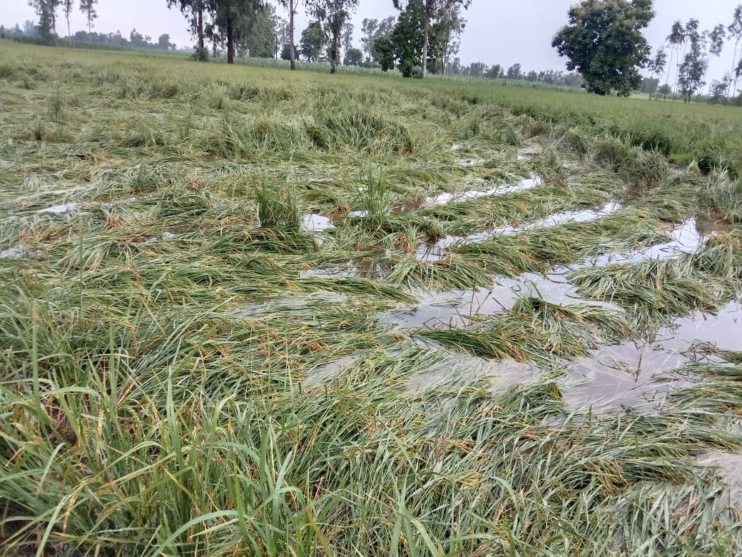 Hundreds of acres of crops destroyed in floods