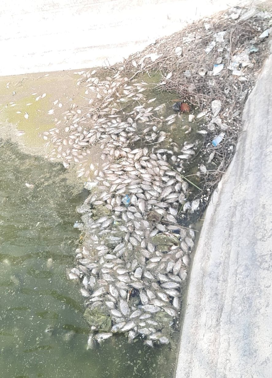 A population of seven and a half thousand people are drinking contaminated water due to dead fish in the water tanks of Gujrani.