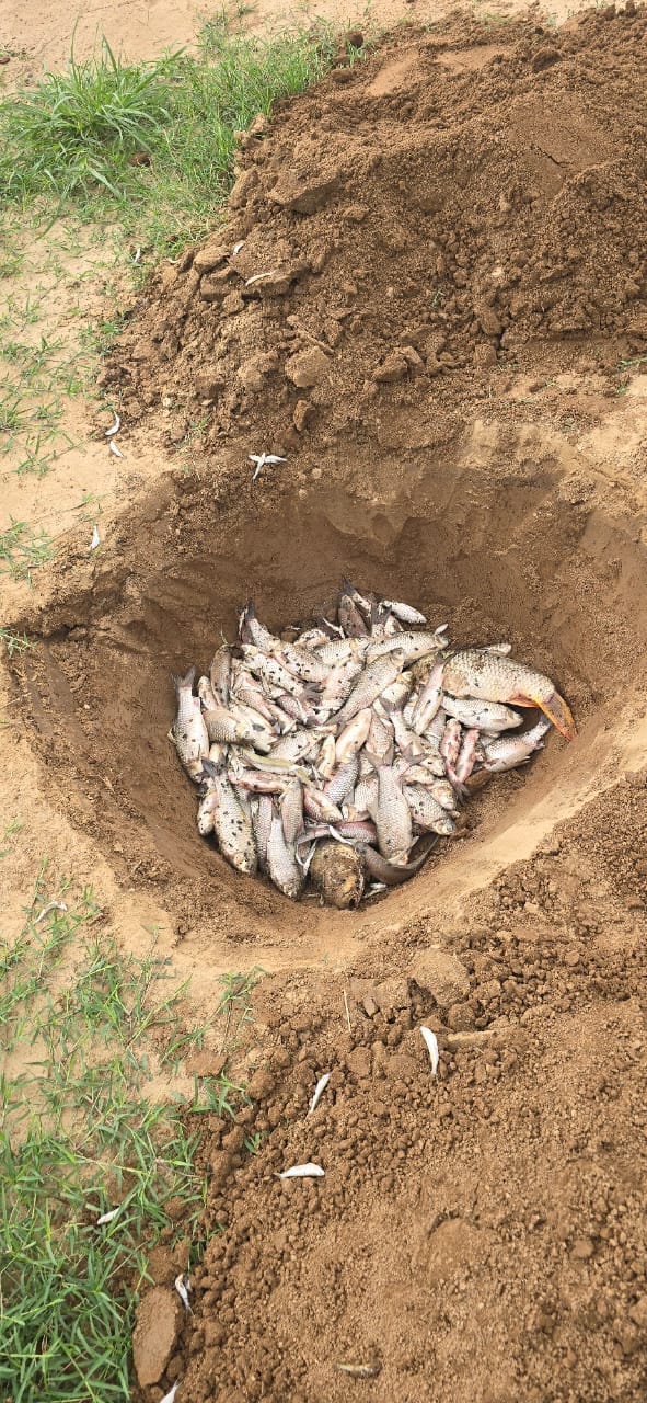 Thousands of fish died in the water tank of village Matana.