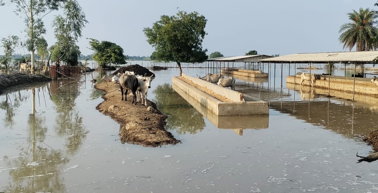 There is a problem of keeping cows due to water filling in the cow shelter