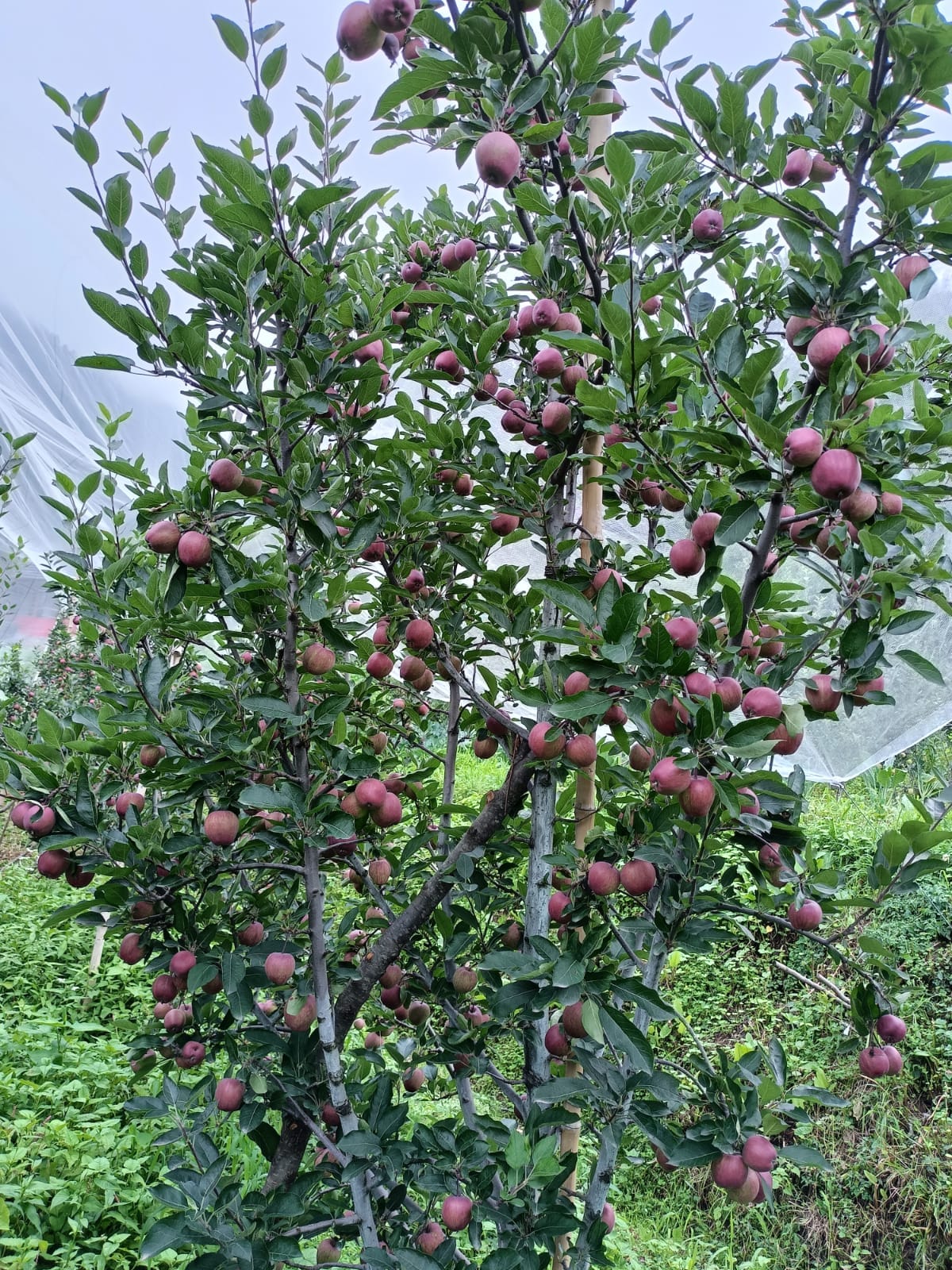 Nachan and Siraj's apple will soon hit the markets