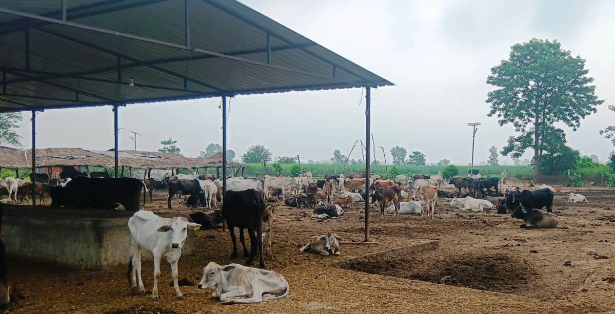 Waterlogging and mud in cow sheds... cattle in trouble