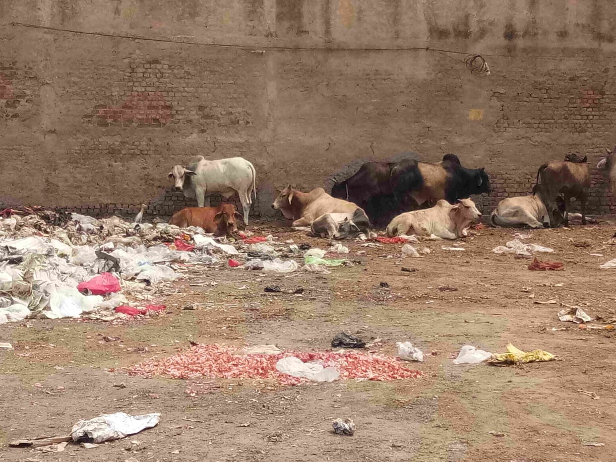 destitute cow died in accident in Firozabad secretary arranged for last rites