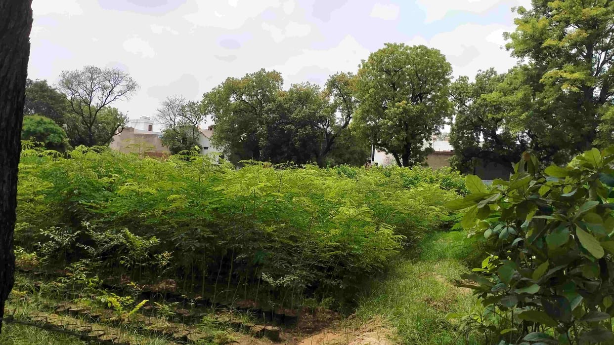 A total of 20300 acres of forest land in Mahendragarh area will be green, forest department will plant three lakh saplings in the district by 31st.