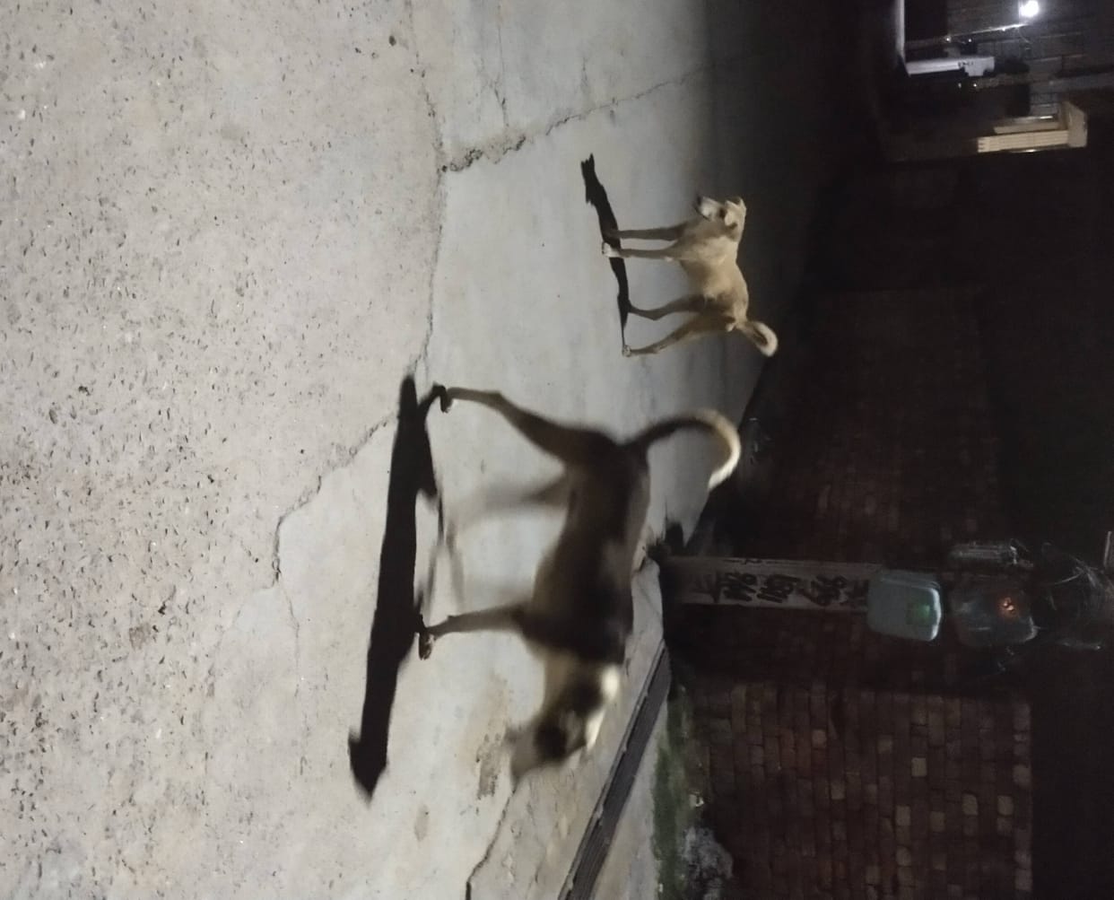Dogs are biting 25 to 30 people every day, city council floated tender for the third time