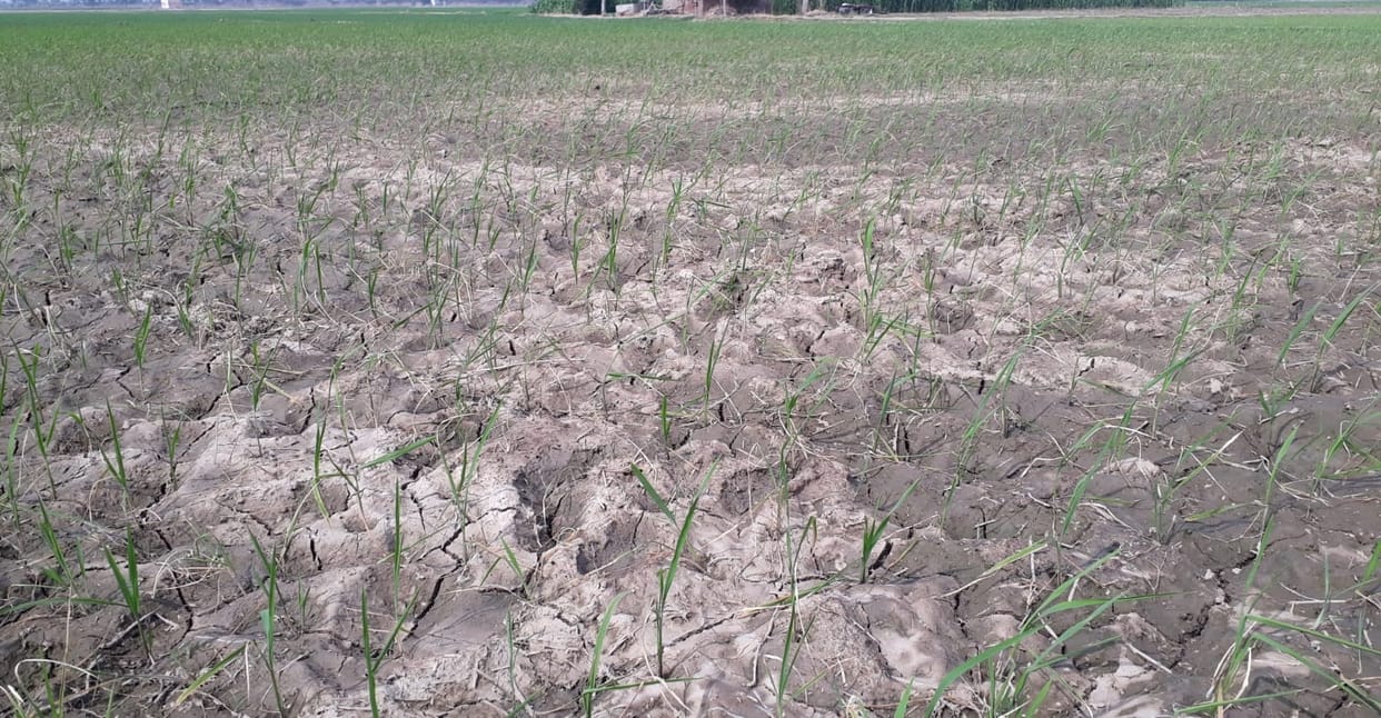 Monsoon season is going on dry, cracks are appearing in the fields and crops are drying up.