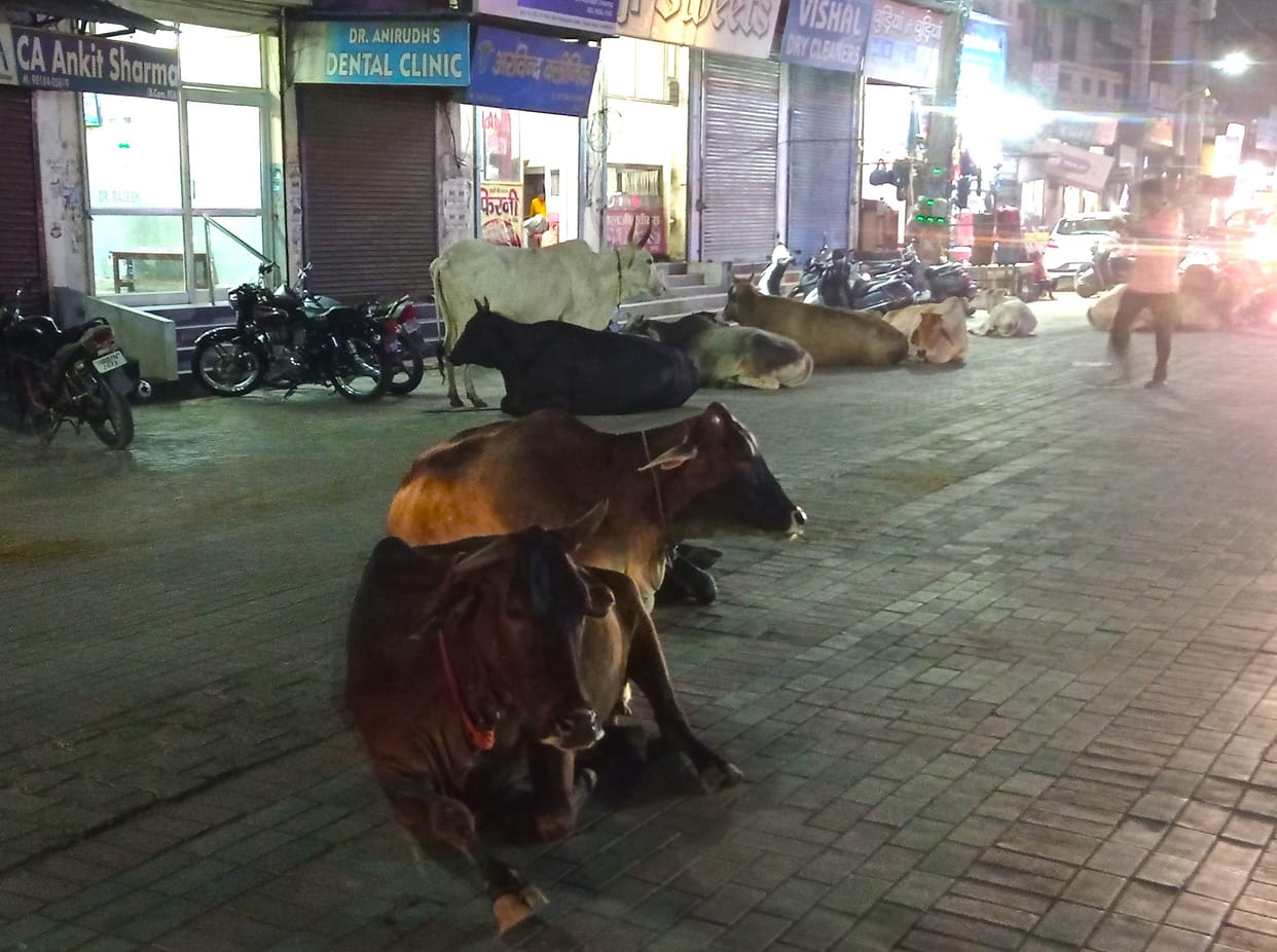 Roads of Dharmanagari could not be freed from cows, NPP's campaigns are proving unsuccessful