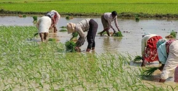 Humidity caused distress, paddy planting affected