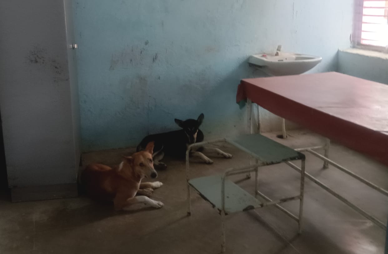 PHC Bankati's dressing room became a resting place for dogs