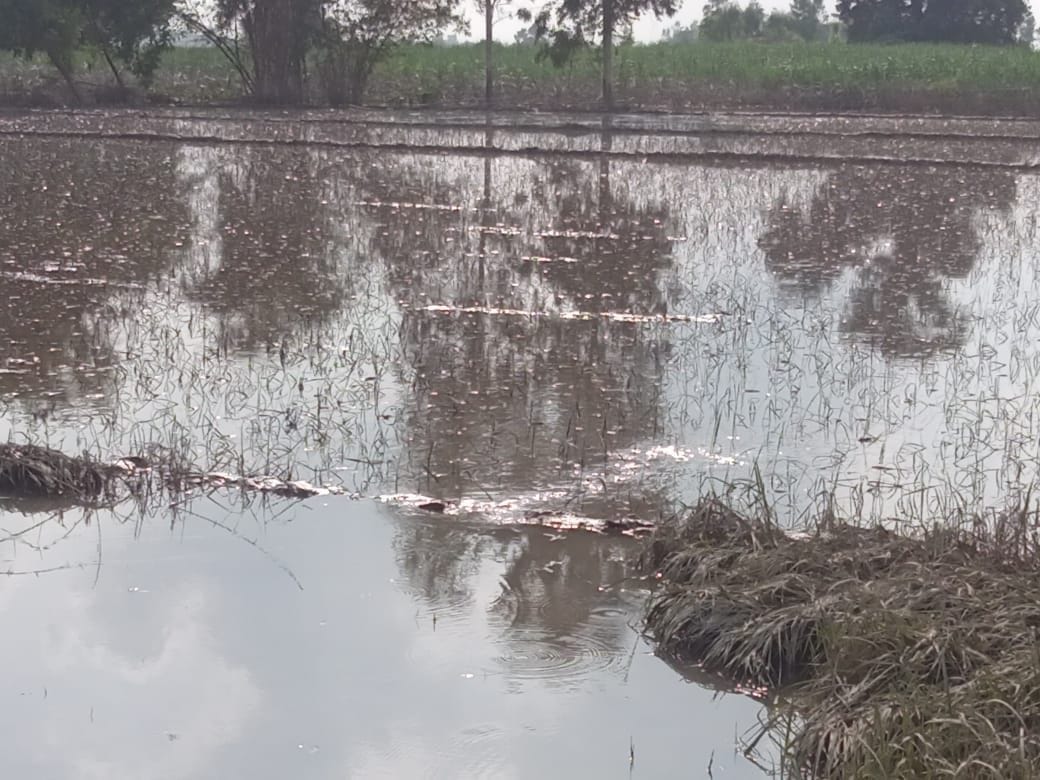 Ganga swells again, Ramganga intensifies land erosion in coastal villages
