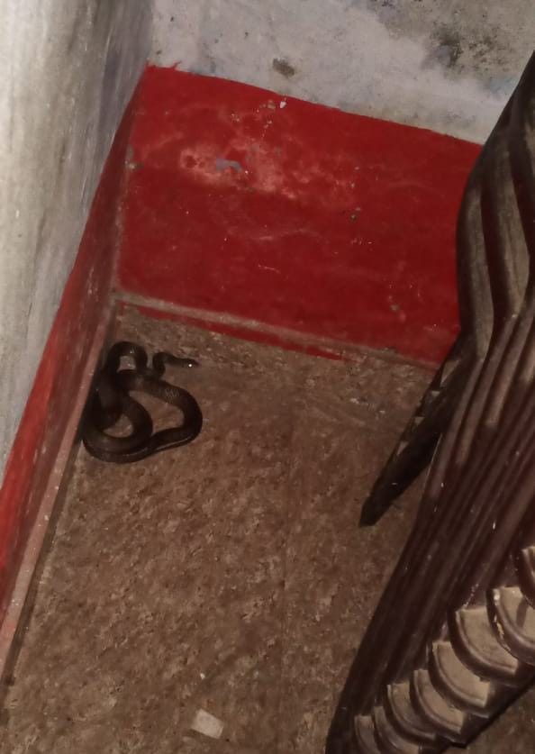 There was a snake in the upper primary school class, the children got scared after seeing it, then this happened...