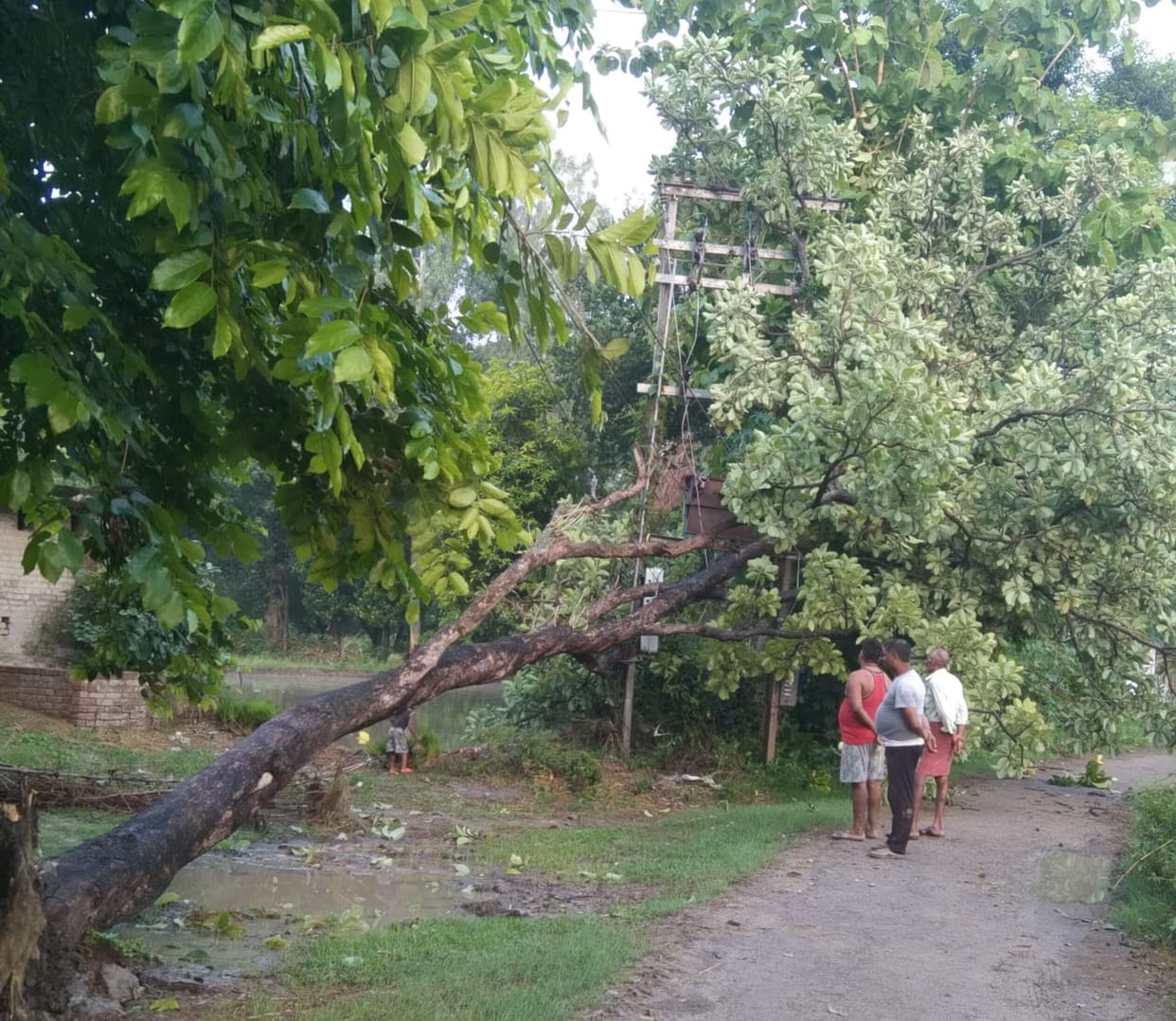 Tree fell on transformer, three poles broken