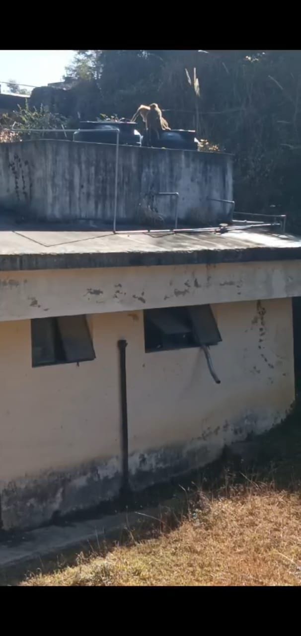 Wild animals contaminating the water of tanks