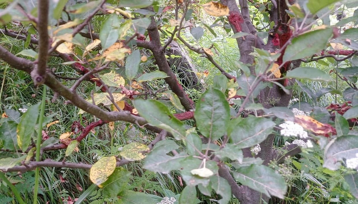 Apple leaves start breaking before ripening, wishes of gardeners