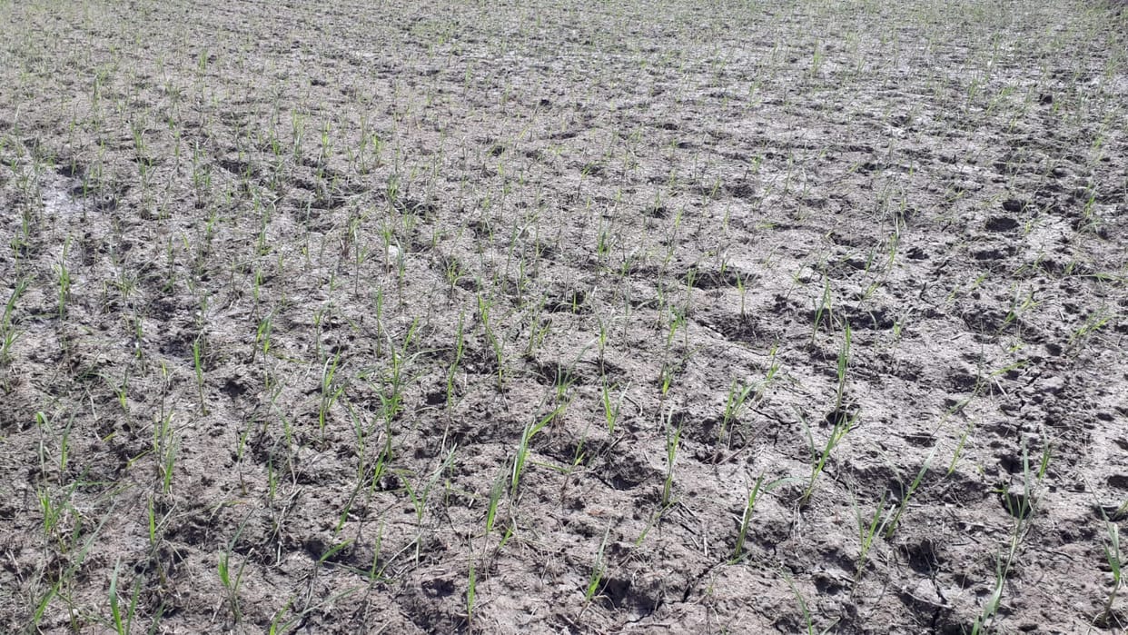 The complexion of the farmers' faces is showing the indifference of the weather
