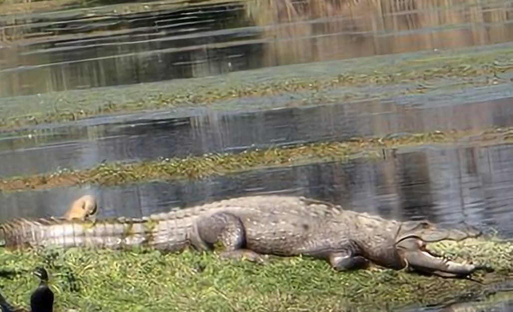 crocodile dragged 12-year-old girl sitting in hut into the water in Lakhimpur Kheri