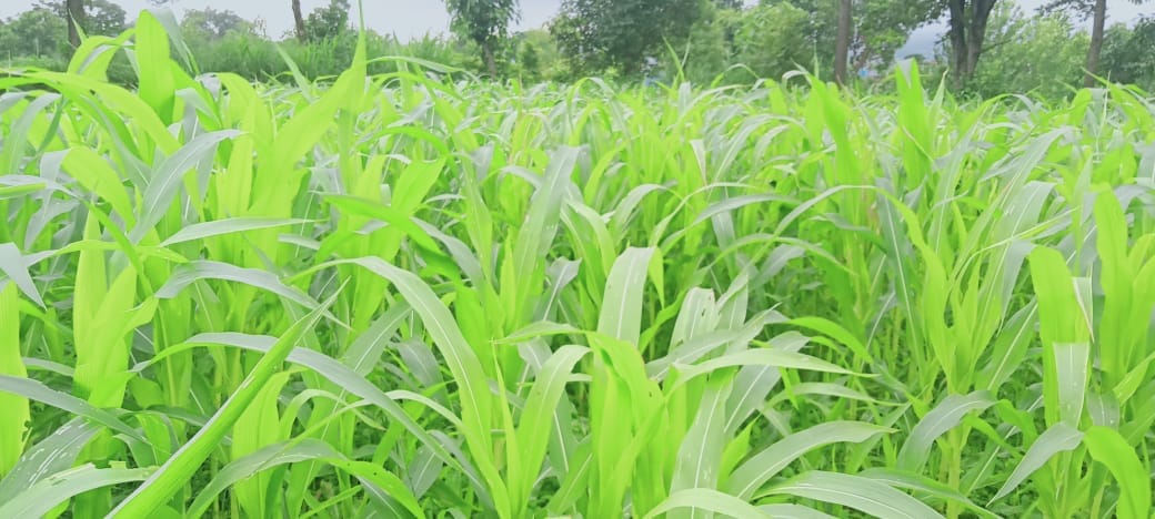 sundi disease in makki crops