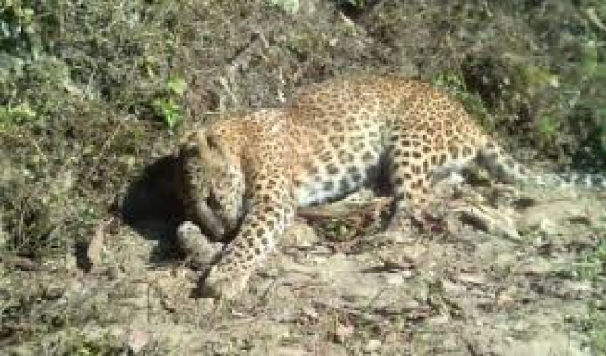 Leopard's body found in Nepal's Janaki community forest