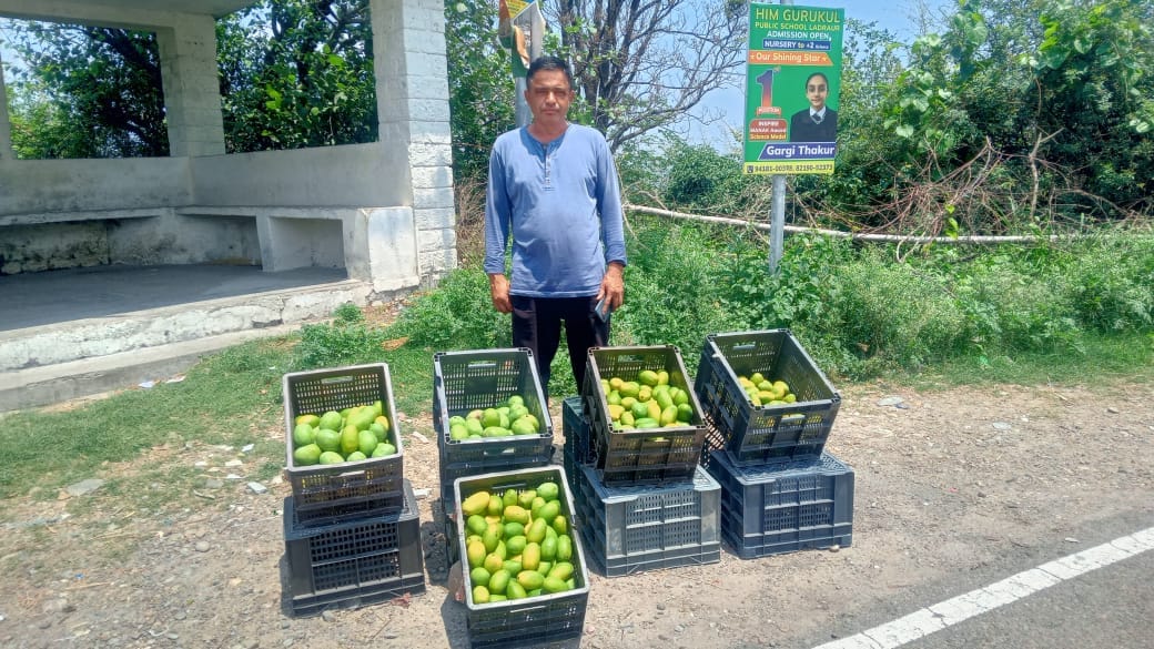 Life is filled with color with juicy mangoes.