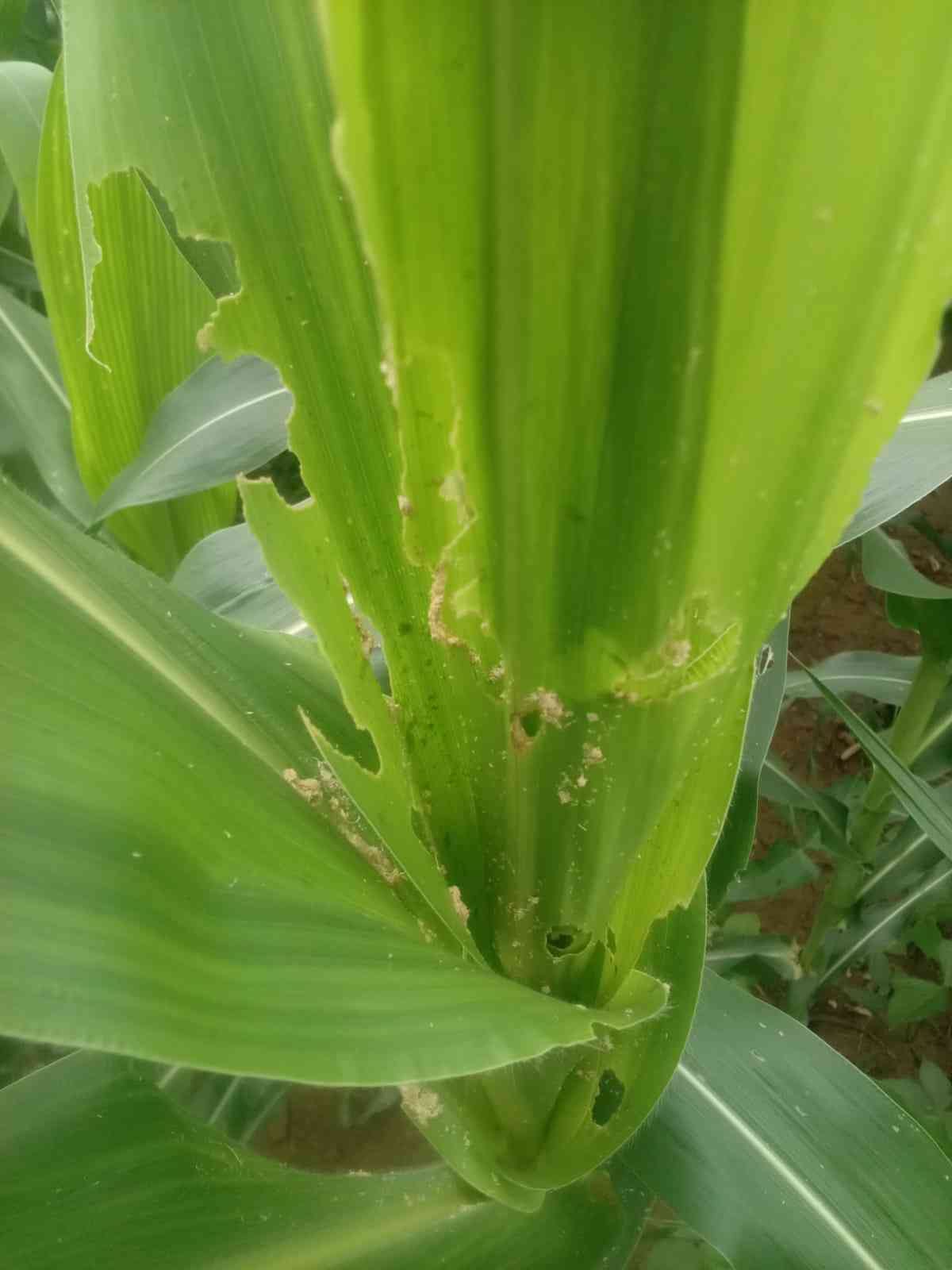 Fall army worm attack in BBN, maize crop destroyed