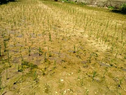 Agricultural University Palampur: If paddy plants get damaged, farmers should plant them afresh