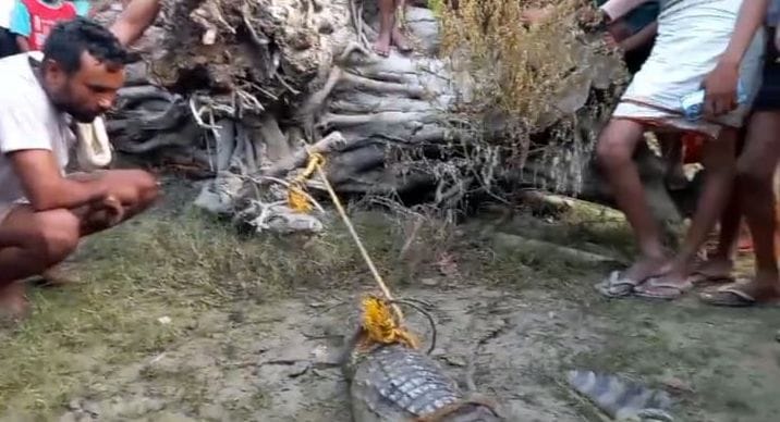 Crocodile came out of the river and reached the village, villagers tied it with a rope and counted its teeth.