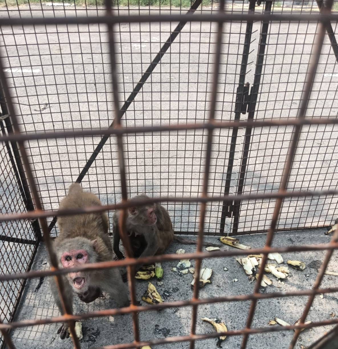 Agency agrees to catch monkeys for Rs 2200, 54 caught on first day