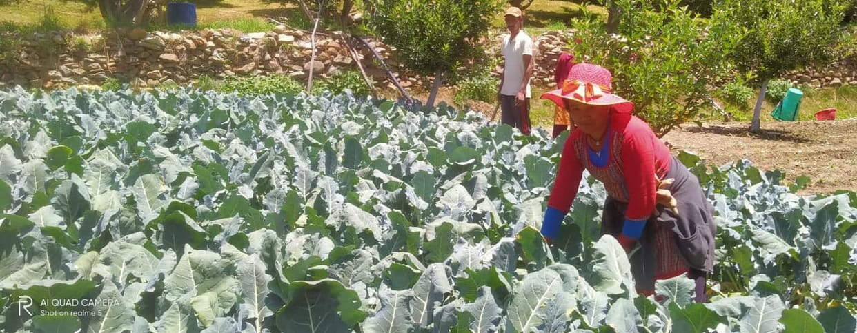 Broccoli prices reached Rs 300 to Rs 30 per kg
