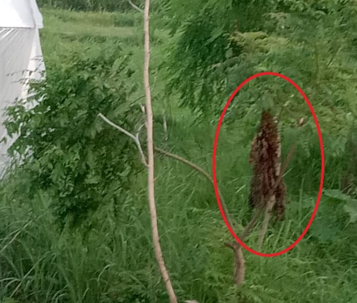 Leopard seen in Majhra Farm, fear among employees