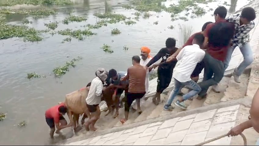 26 cows rescued from Central Ganga canal, 10 washed away in water