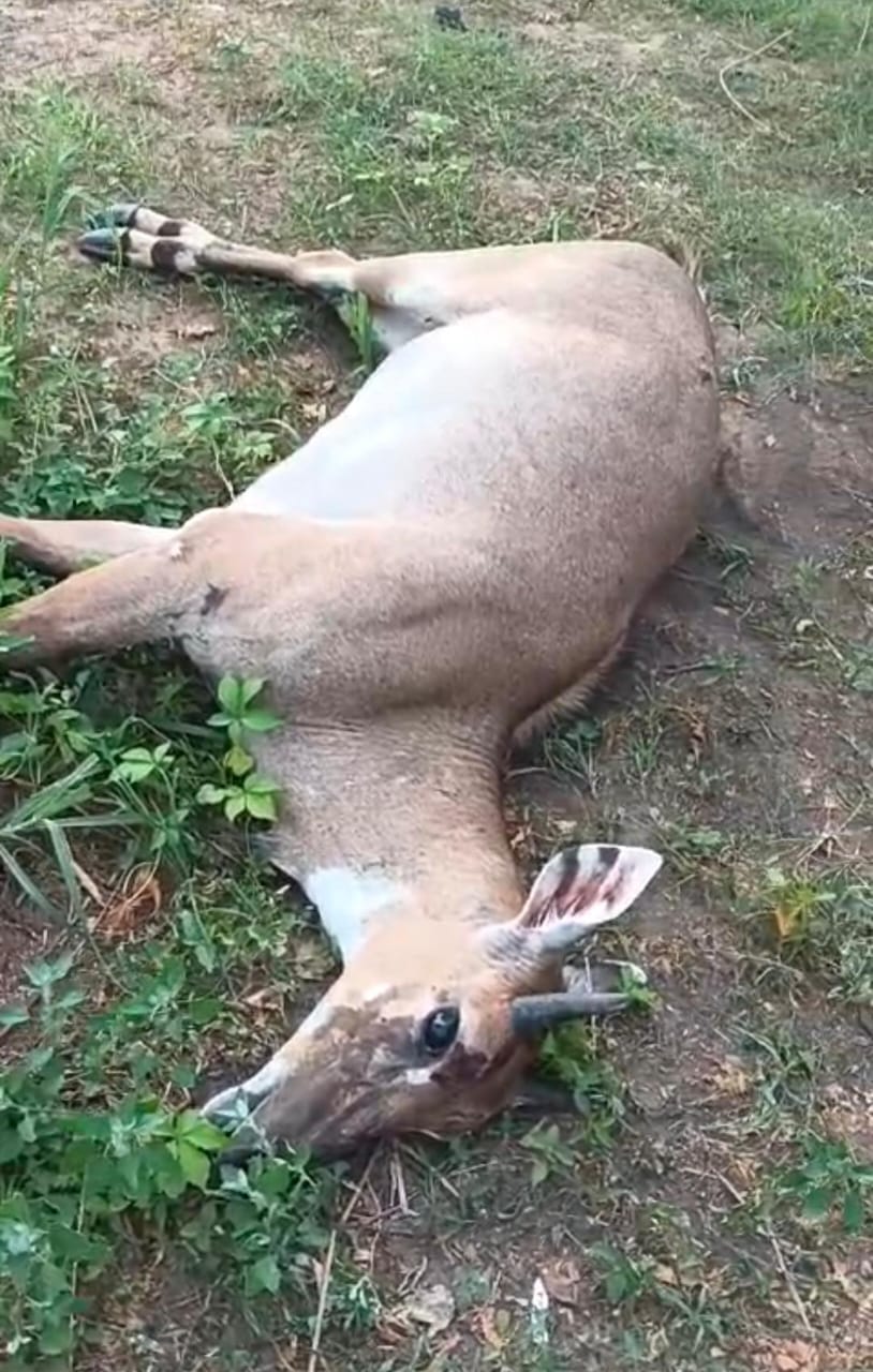 A herd of Nilgow came in front of the roadways bus near the pump, one died