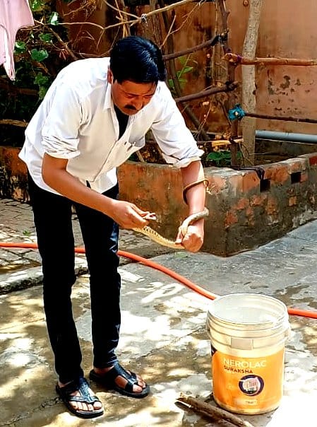 More than 100 snakes were found in a house in Lahachaura village
