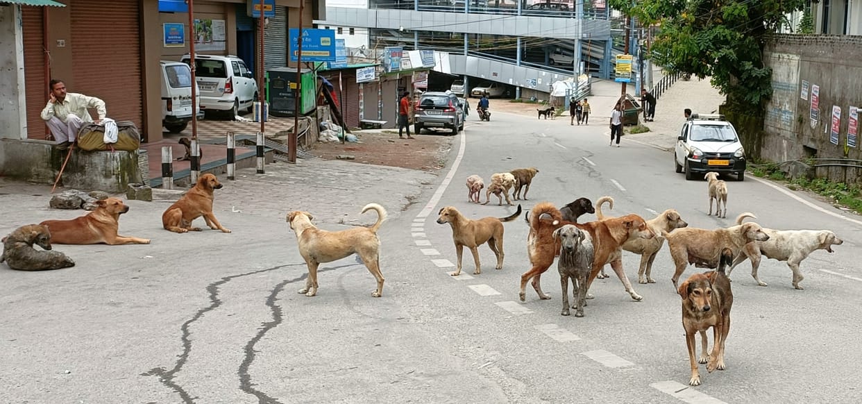 10 people were bitten by stray dogs in pithoragarh