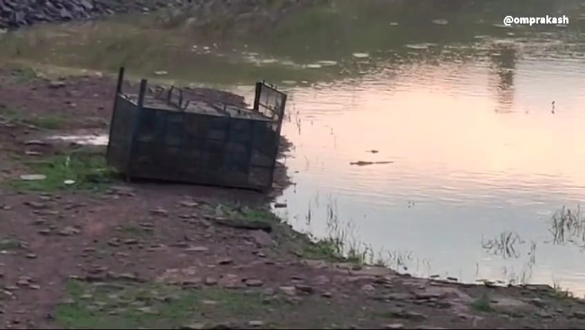 Chicken was used as bait to catch crocodile in Damoh