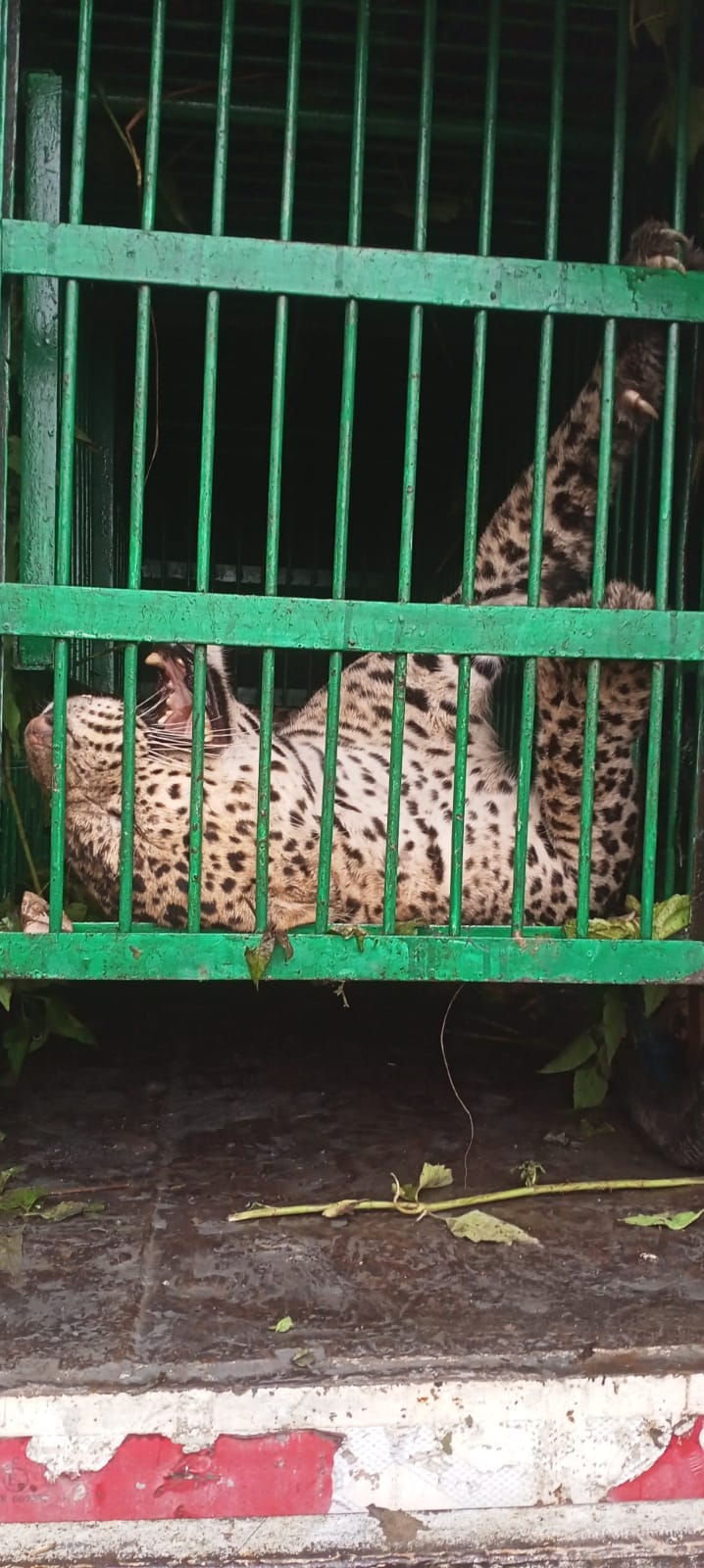 Attacking leopard captured in cage