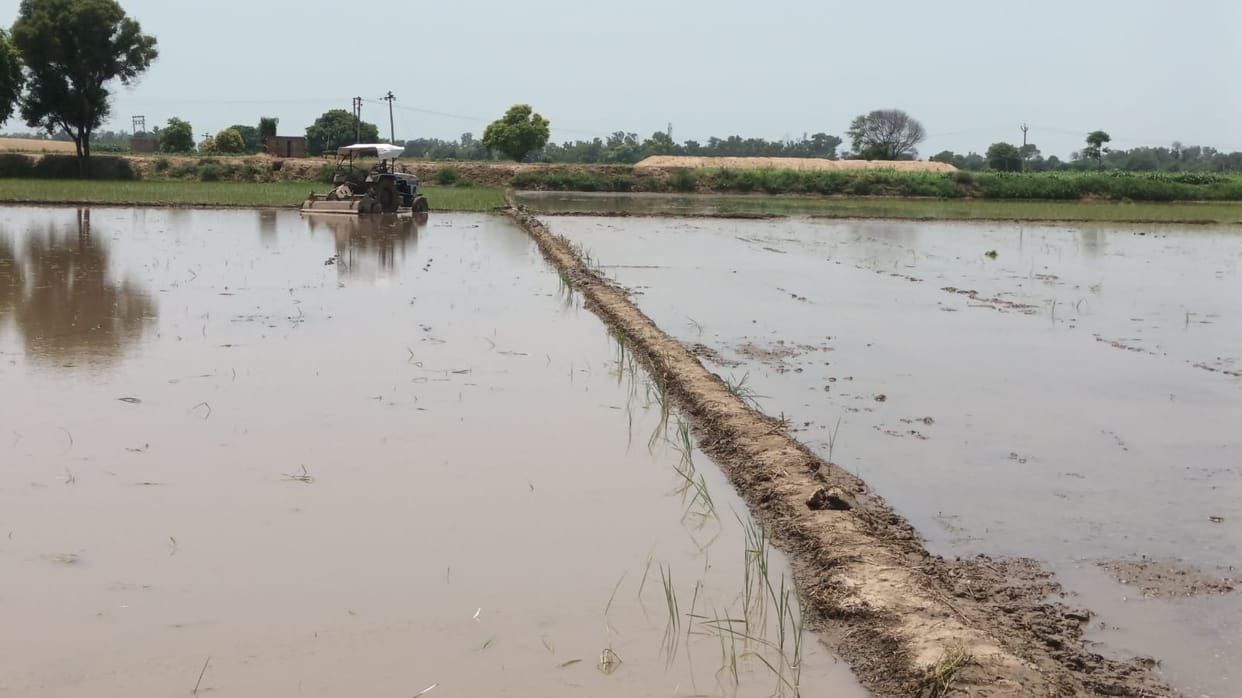 Indifference of monsoon, flag comes in paddy, farmers have to replant