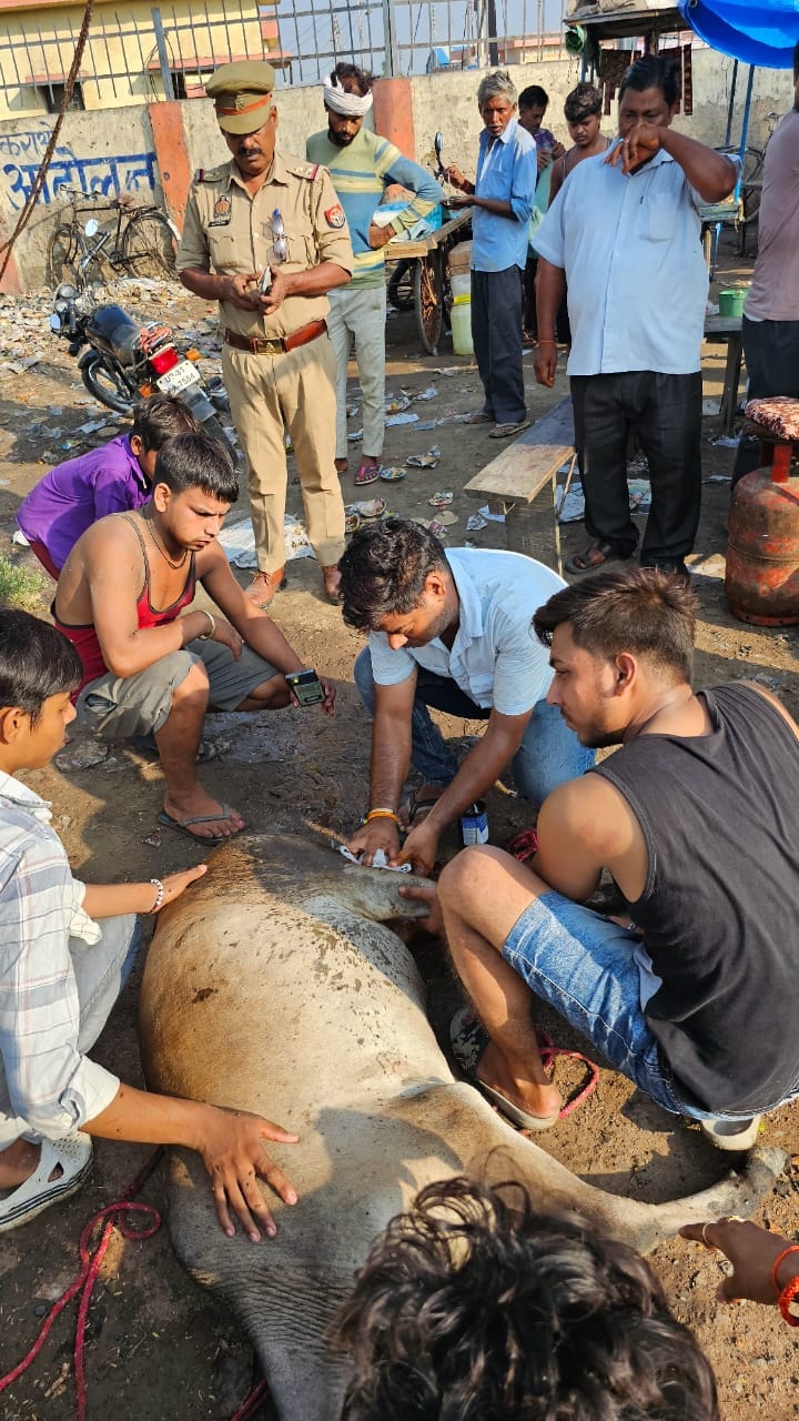 Anarchists injured cow with sharp weapon