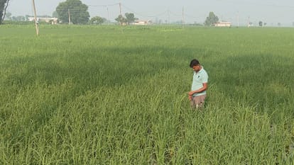 Budget 2024: 50 thousand farmers of the state will join natural farming in two years, farmer registry will sta