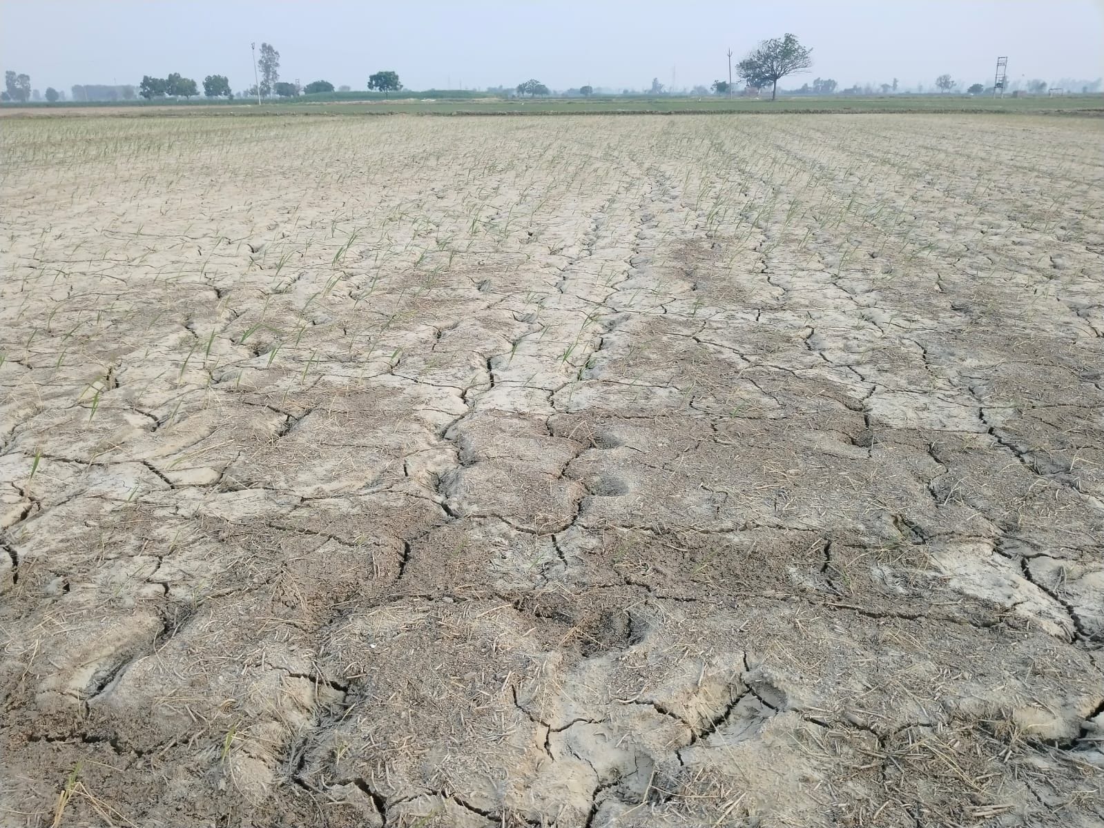 बारिश नहीं होने के कारण सूखे धान के खेत।