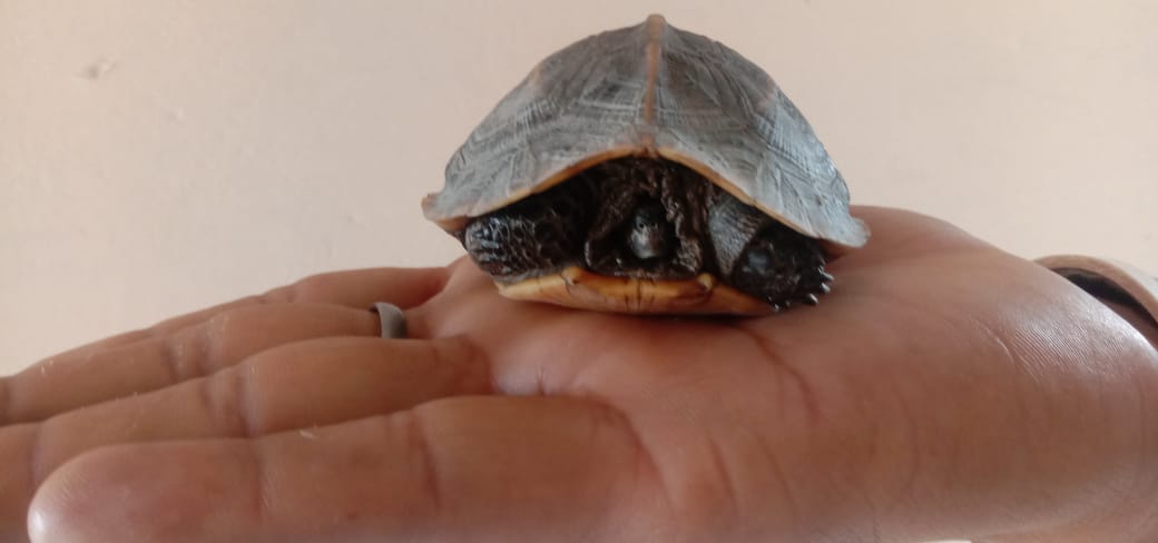 Police saved the life of a rare species of turtle, handed it over to the forest department.