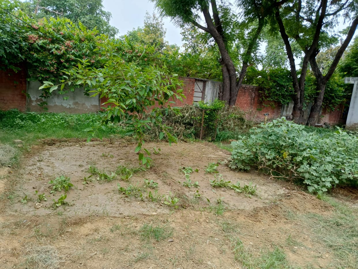 Students will grow green vegetables in the school premises