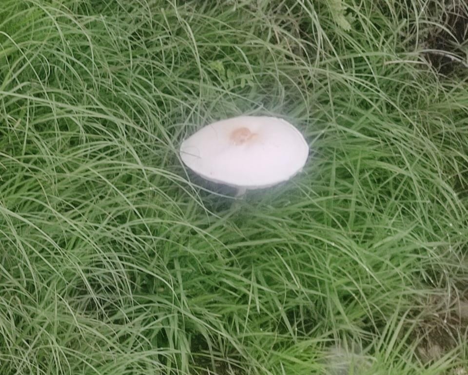 Two women health deteriorated after eating wild mushrooms one died Uttarakhand