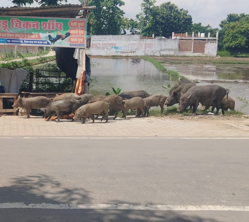 Communicable disease campaign to say...pigs roaming in the open