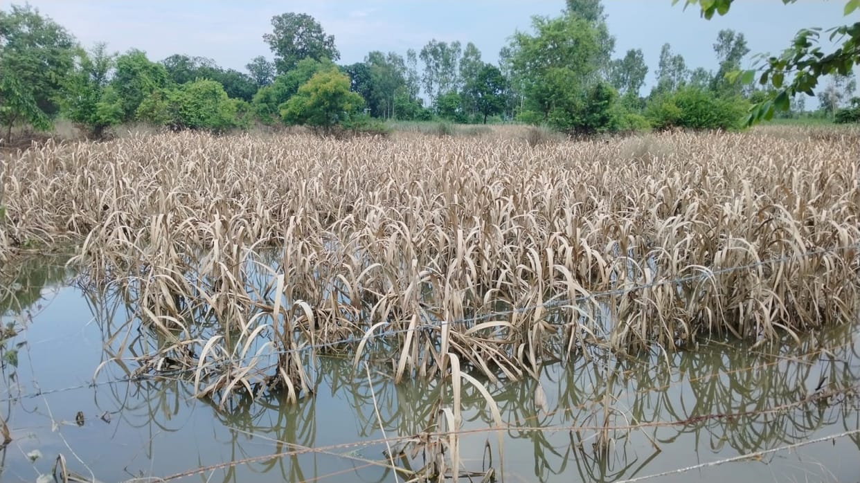 Negligence in surveying damage to crops due to rain proved costly Lekhpal suspended notice for Naib Tehsildar