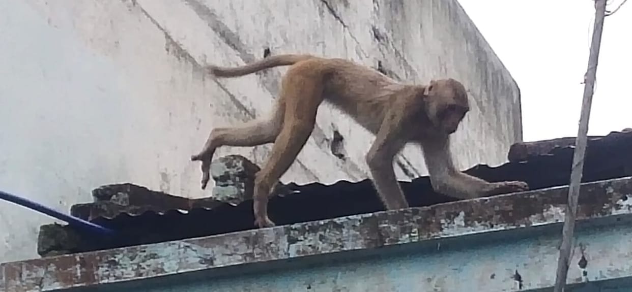 Worker fell from roof due to monkey scolding