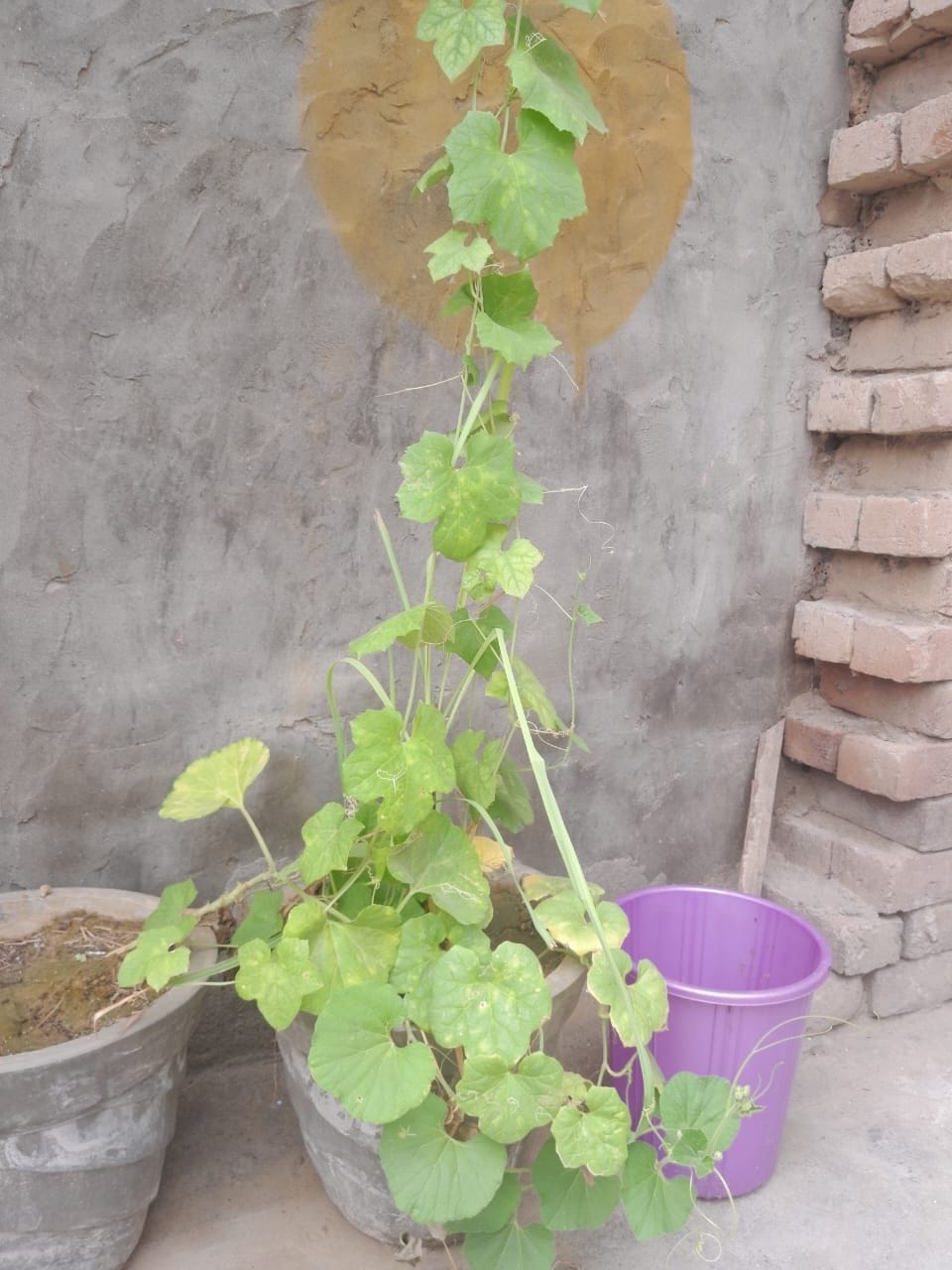 Mid-day meal will be made from fresh vegetables of Poshan Vatika