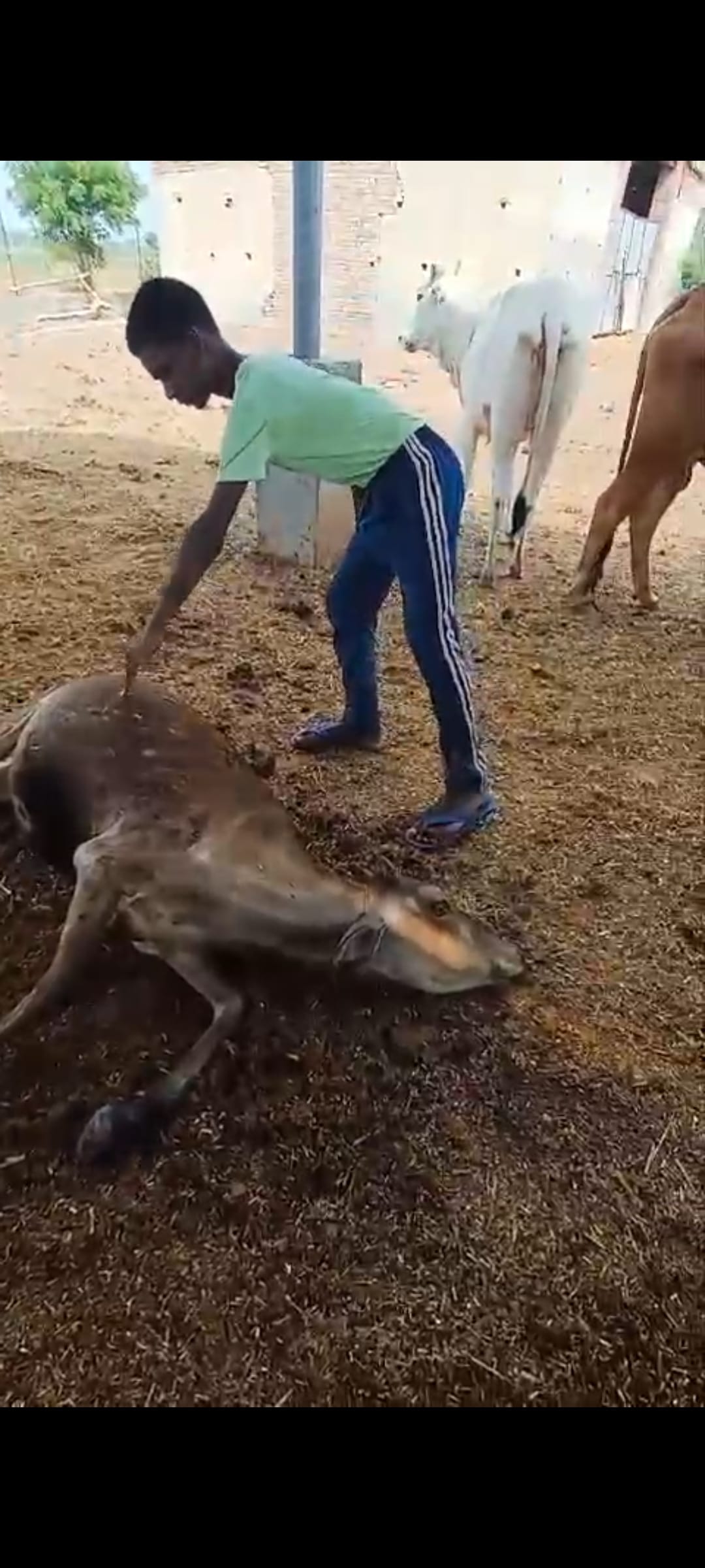 Cows in pitiable condition in Gaushala, plea for help on social media
