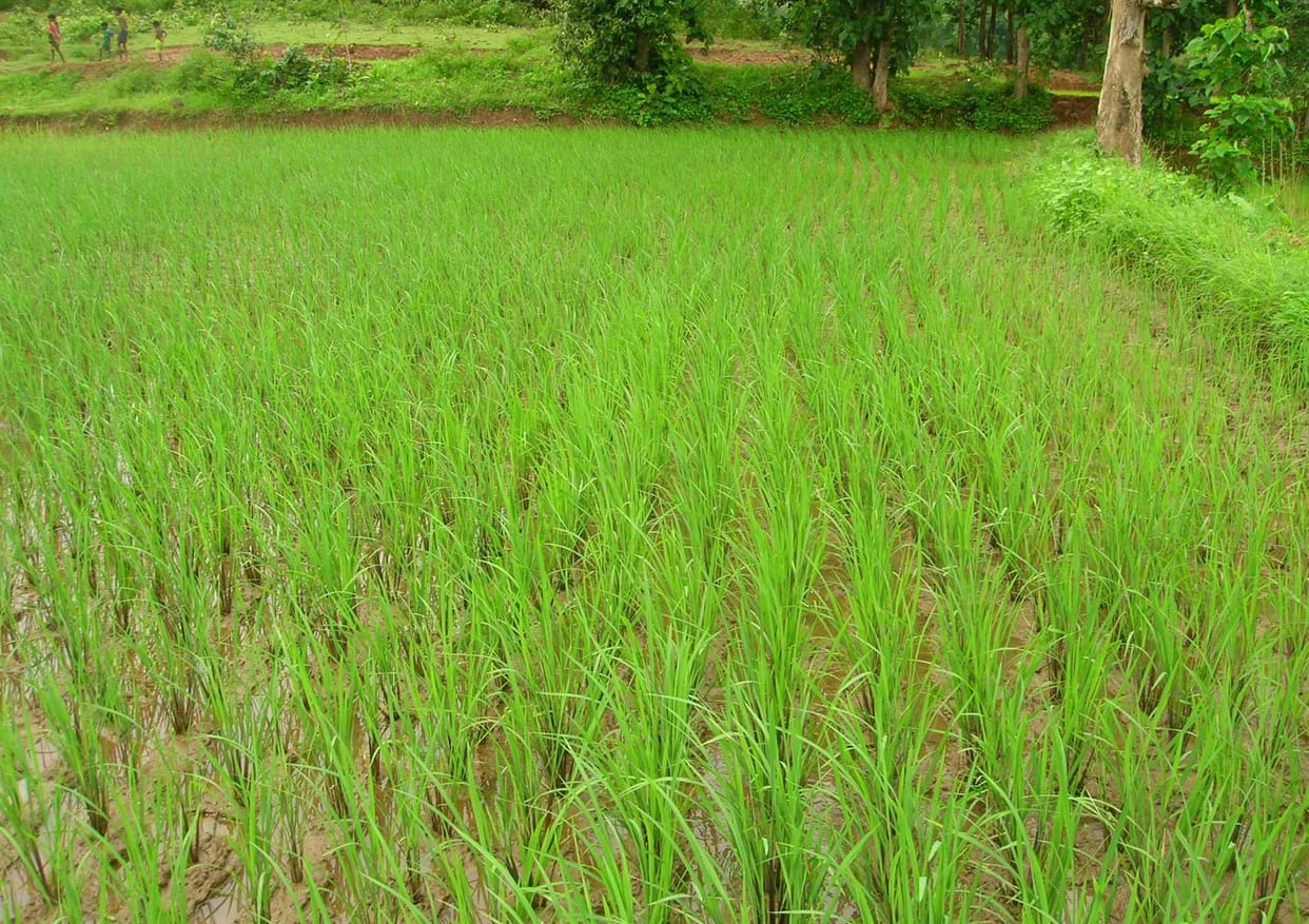 Least rainfall in five years in the month of July, paddy plantation affected
