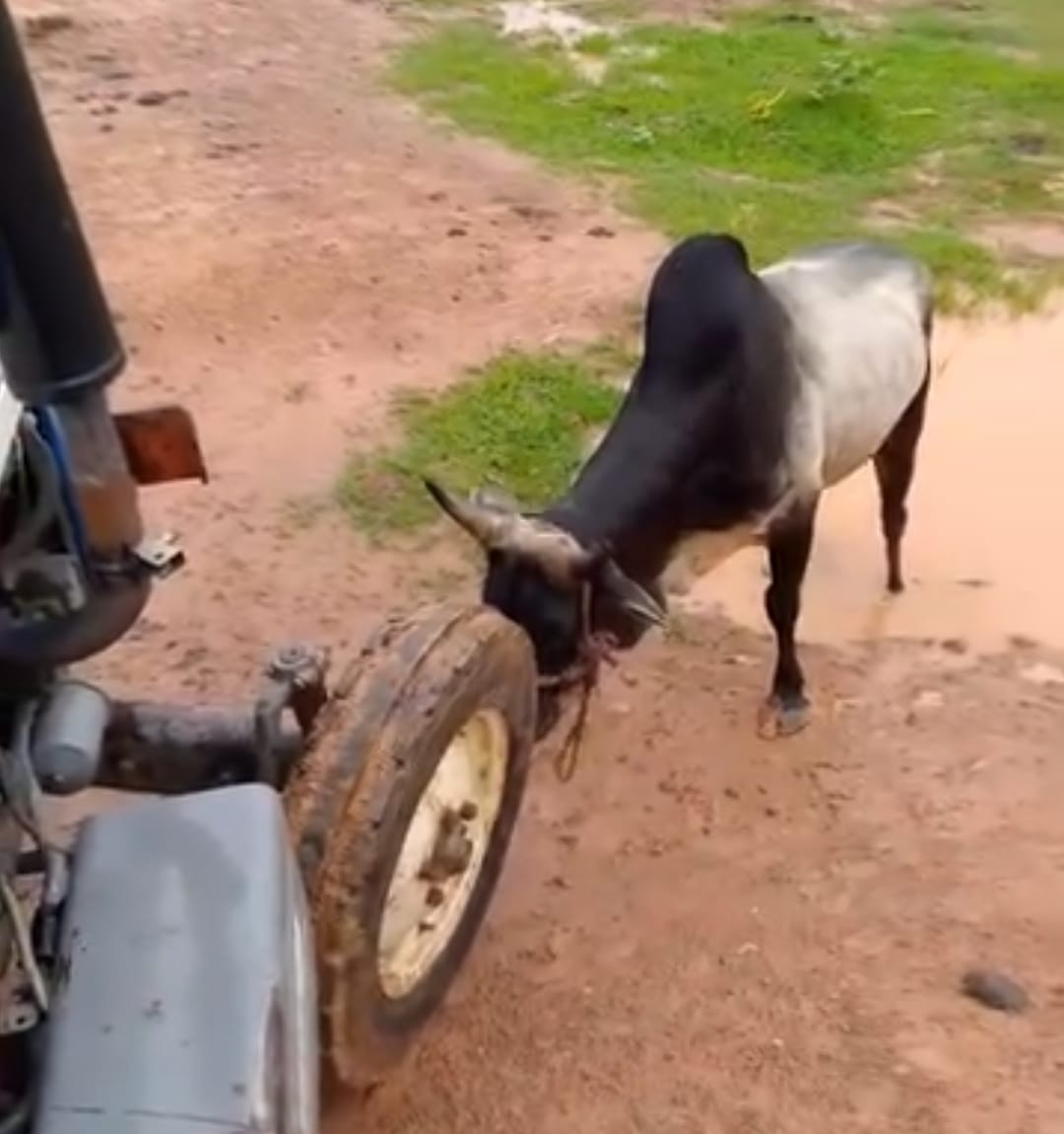 The bull went mad due to the bite of a mad jackal, there was panic in the village