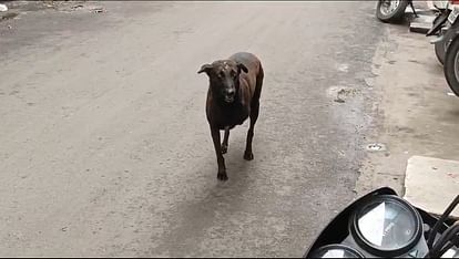 MP News: आखिर यह क्रूरता क्यों? उज्जैन में कुत्ते को बेहोश कर काट दी टांग, जानें क्या है मामला Why this cruelty in Ujjain? Dog was made unconscious and its leg was cut off